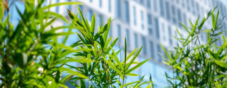 Shot of a building with branches obscuring the view