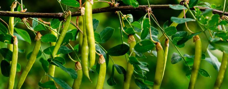 Close up acacia tree