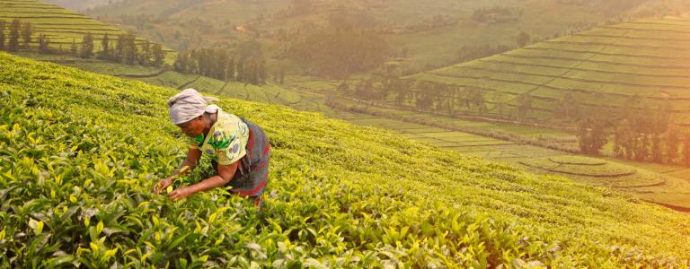 Local old woman picking fresh tea leaves on the plantation in sunset light