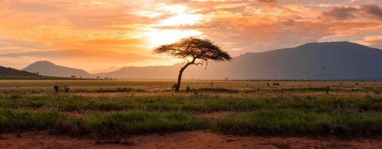 Tree in sunset