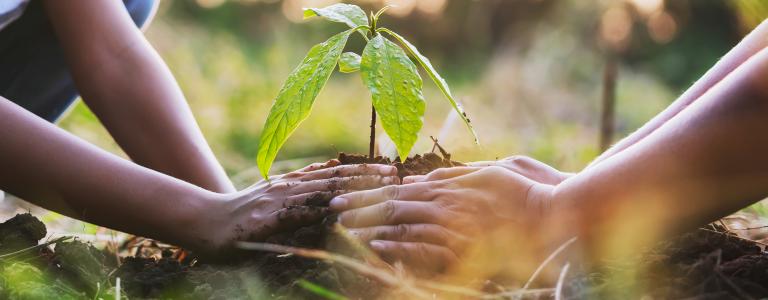 close-up of two people's hands planting a seedling